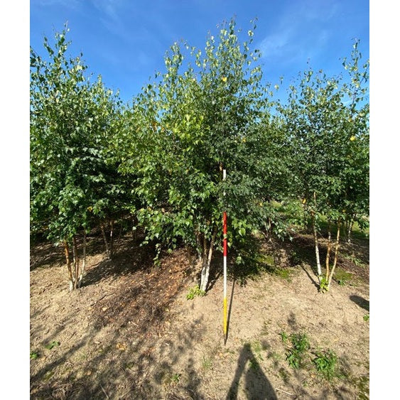 Hängbjörk - Betula pendula 250-300 MS DRKL